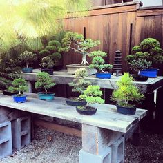 Die 30+ besten Bilder zu Bonsai tische in 2020 | bonsai Die 30+ besten Bilder zu Bonsai tische in 2020 | bonsai