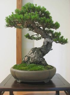 Die 30+ besten Bilder zu Bonsai tische in 2020 | bonsai Die 30+ besten Bilder zu Bonsai tische in 2020 | bonsai