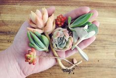 How to Propagate succulents, very thorough explanation for all forms of propagation