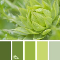 159 Best Green Color Palette Images In 2019 Paint Colors Color Palette 3426