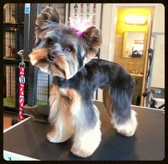 13 Best Grooming Inspiration Yorkie Silky Terrier Australian Silky Terrier