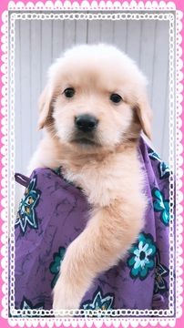 Golden Retriever Puppy For Sale In Missouri City Tx Adn 70324 On