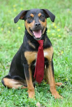 Adopt A Pet Johnson City Adopt A Pet Johnson City