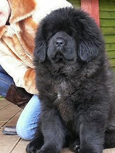 27 Best Tibetan Mastiffs Images Mastiff Dogs 27 Best Tibetan Mastiffs Images