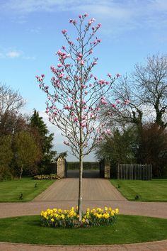 Very Young Newly Planted Magnolia X Black Tulip With Leaves After Galaxy Magnolia Barcham Trees