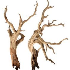 48 best manzanita driftwood