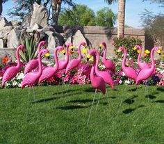 23 Best Flamingos Images Pink Bird Plastic 15 Pink Yard Flamingos In Bulk For Flocking Surprises Or A Flamingo Fundraiser