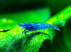 230 best my aquarium
