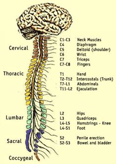 The Spinal Cord and