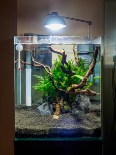 45 best aquascapes images