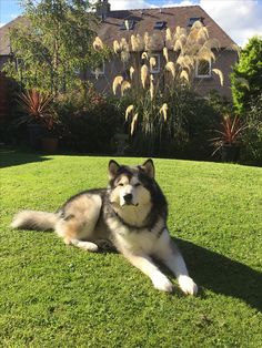 Dog Malamute is a true friend and an excellent helper Dog Malamute is a true friend and an excellent helper