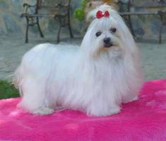 10 Ideas De Jnjxhjfjforirorfjft Gnfngjottitojt Venta De Perros Bichon Maltes Maltes