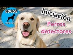 37 Ideas De Perros En 2021 Perros Mascotas Cosas Para Perros