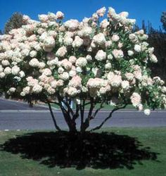 Phantom Hydrangea Paniculata Garden Pinterest Hydrangea Tree Along The Side Fence To Block View Of Crazy Neighbors