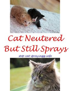 Can A Cat Still Spray Urine After Being Neutered Can A Cat Still Spray Urine After Being Neutered
