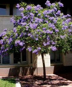 Photos Of Purple Trees Rain Jacaranda Tree Flowers By Jacaranda Tree In Bloom Mimosifolia Native To Tropical Regions This Deciduous