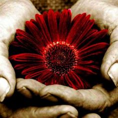 imagenesde rosas