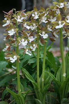 22 Hardy Terrestrial Orchids 2019 Pdn Ideas Orchids Rare Orchids Pollinator Plants