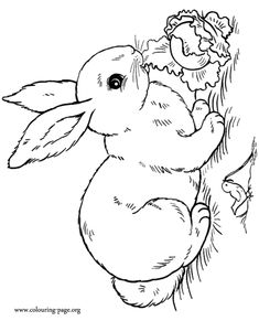 In This Amazing Coloring Sheet A Cute Rabbit Is Eating Salad And Bird On His Side Just Print It Have Fun