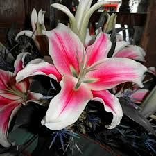 Cattleya Orchid National Flower Of Colombia Cattleya Orchid Orchids Beautiful Orchids