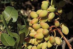 39 Best Growing Pistachio Images Tree Trees To Plant Best Shade Trees Pistachio Tree Clifton Nurseries Green Garden Fruit