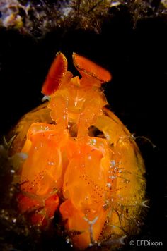 26 best mantis shrimp