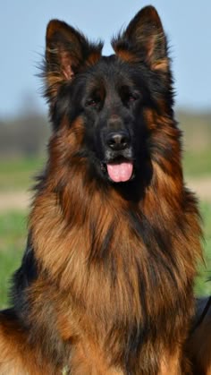 Adopting Service Dogs Ontario Adopting Service Dogs Ontario