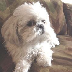Shih Tzu Temperament And Personality Shih Tzu Dog Shih Tzu