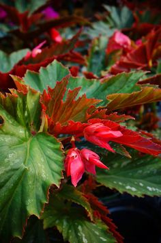 242 Best Flowering Indoor Plants Images In 2019 Succulents Begonia Lana Cane Type By Karl Gercens Flowering House Plants