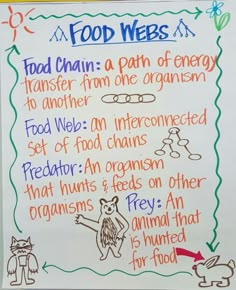 this is a great food chain anchor chart that could easily be food chain vs food web venn diagram