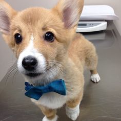 485 Best All Things Corgi Images In 2018 Cute Baby Dogs Reekiteekitavi Someone Had Their First Doctor S Visit Today Babycorgi Littlefoot Corgi