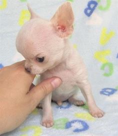 13 Best My Hairless Babies Mexican Chihuahuas Images Babies Mexican Hairless Chihuahuas