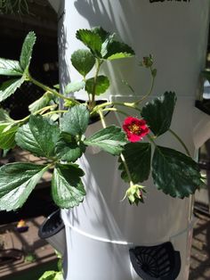Tower Garden 50 Best Images Potager Gardens How Neem Oil Works As A Pesticide Tower Garden