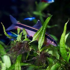 55 best animals at