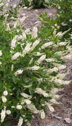 26 Best Deer Resistant Shrubs Images In 2019 Flowering Bushes Deer Resistant Shrubs Vanilla E Clethra Is A Summer Bloomer With Extra Large White Flowers Which Are Fragrant