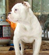 Puppies For Sale Purebred Breeders Puppies For Sale Puppies