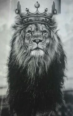 14 Best Lion Wallpaper Images Wild Animals Animal Pictures Cat