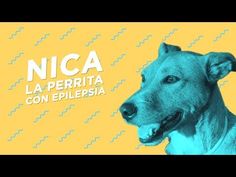 47 Ideas De Veterinaria Veterinaria Perros Mascotas