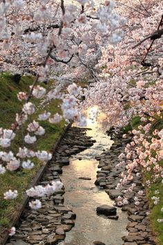 cherry petals/ begin their journey/ to the sea (haiku by susan) Красивые Места, Весенние Цветы, Террариумные Растения, Японские Сады, Цветущие Деревья, Японские Цветы, Цветы, Водный Сад, Дизайн Сада