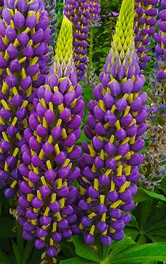Tree Lupin - 15 seeds Sweetly fragranced flowers. Lupinus arboreus Blue