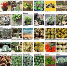 19 Best Cacti And Succulent Nurseries In Ca Images On Pinterest California Cactus Center Is Southen S Premiere Specialty Nursery Featuring And Succulent From The Around World