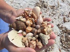 sea shell collecting
