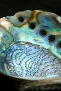 10 pièces en nacre Paua//Mérou environ 12 mm