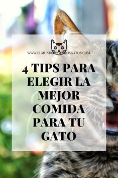 10 Ideas De Asadores Para Jardin Asadores Para Jardin Plantas Toxicas Cuidado Del Gatito