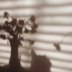 aesthetic light brown shadow beige flower sunlight aesthetics flowers wallpapers backgrounds silhouette heart yellow discover history sunshine whicdn источник data