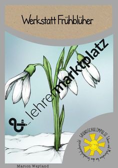 Blumen kennenlernen kindergarten
