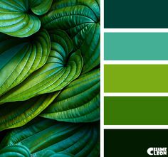 636 Best Color Ii Images Wedding Bouquets Blue Green Grading Chameleon Color Palette Variety Of Shades Green For A Brilliant Brand Board Or Branding