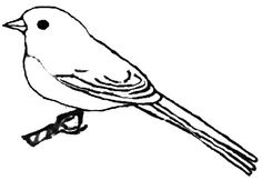 Kids Draw Of Junco Bird Coloring Pages Batch