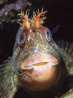 1207 best sea water life 36 images in 2019 exotic fish marine