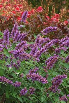 Bubble Gum Mint Hummingbird Purple Pygmy Agastache Cana Agastache Blue Boa Aka Hyssop Hummingbird Mint Erfly And Attractor